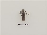 藏品(櫛角蟲科)的圖片